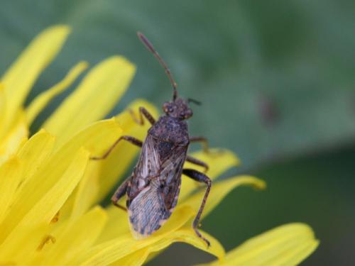 Réf. 43 473 : Stictopleurus punctatonervosus