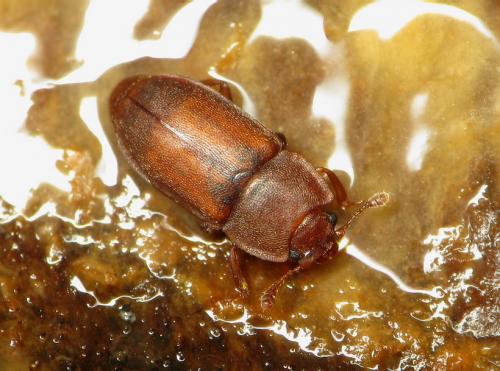 Epuraea oblonga