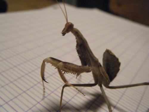 Réf. 43 252 : Sphodromantis sp.