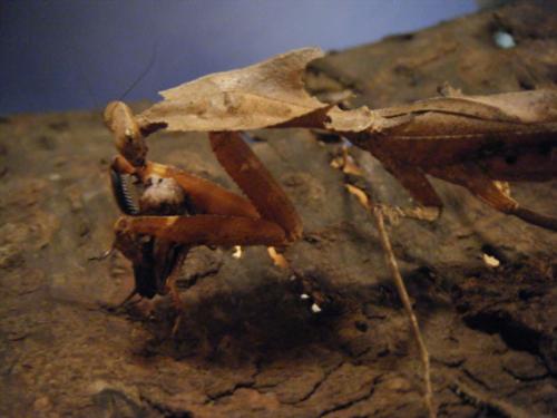 Deroplatys desiccata