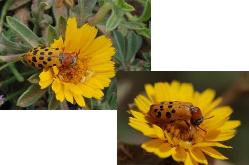Réf. 43 100 : Croscherichia tigrinipennis