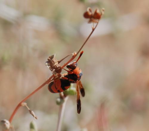 Réf. 43 099 : Leucospis miniata