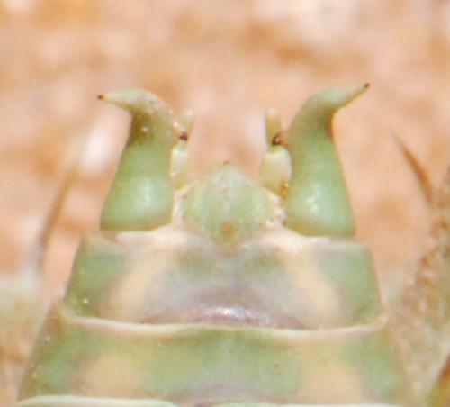 Praephippigera pachygaster