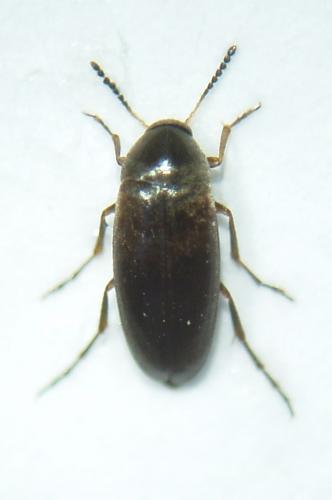 Réf. 43 482 : Anaspis rufilabris