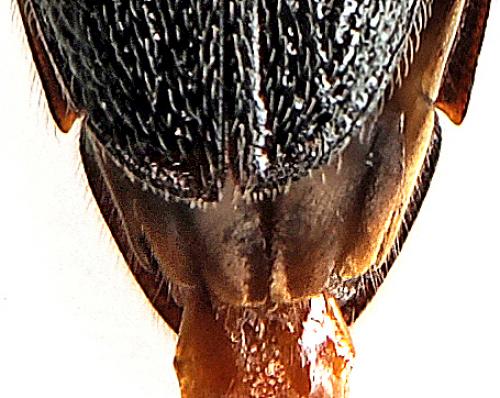 Melanotus castanipes