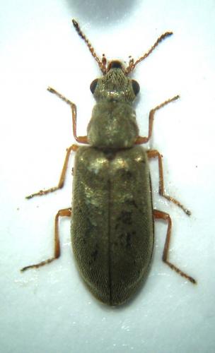 Danacea sp.