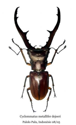 Réf. 43 110 : Cyclommatus metallifer