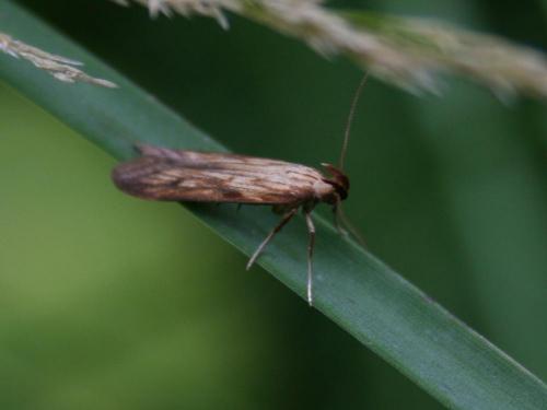 Réf. 43 547 : Metzneria neuropterella