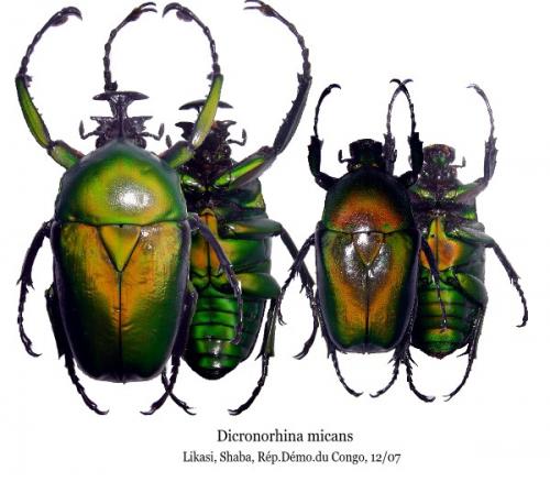 Dicronorhina johnstoni