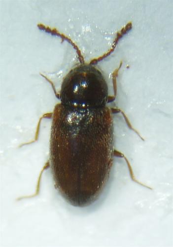 Atomaria sp.