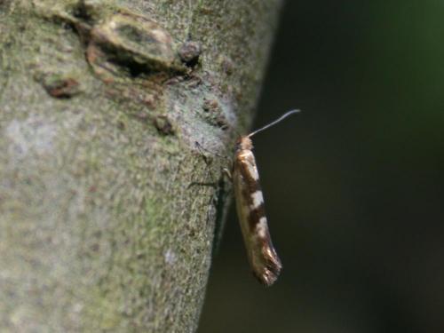 Réf. 43 500 : Argyresthia pygmaeella