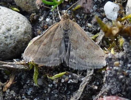 Pyrausta despicata