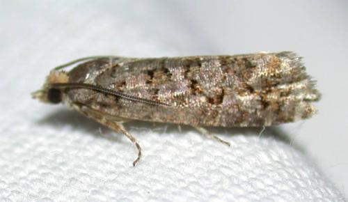 Réf. 43 732 : Gravitarmata margarotana