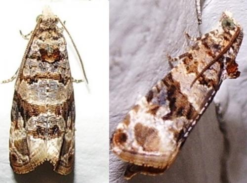 Réf. 43 467 : Lobesia botrana