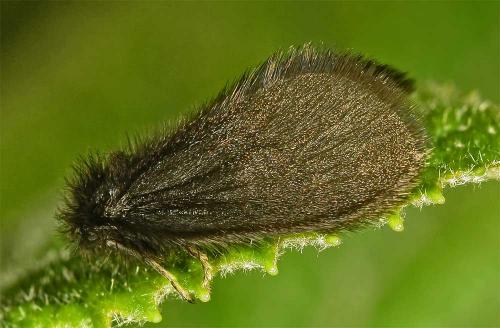 Epichnopterix plumella