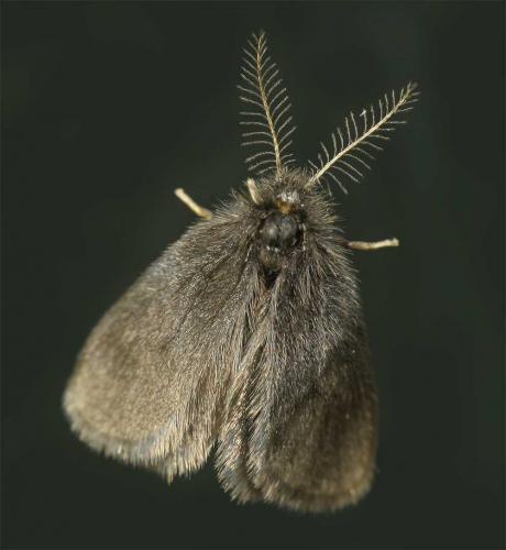 Epichnopterix plumella