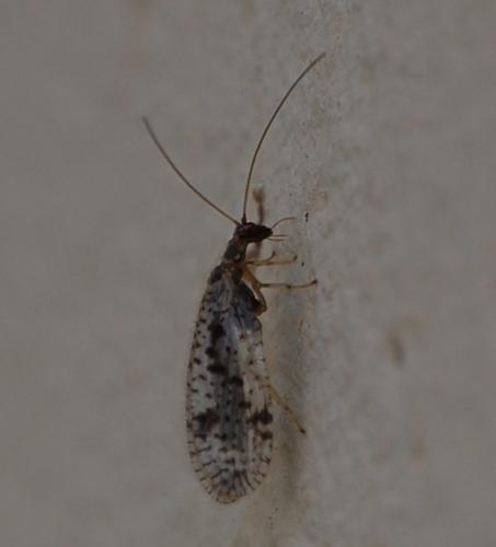 Micromus variegatus