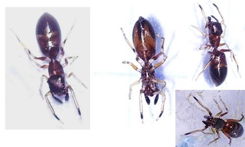 Réf. 43 241 : Myrmarachne formicaria