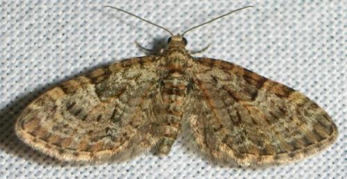 Réf. 43 142 : Eupithecia dodoneata