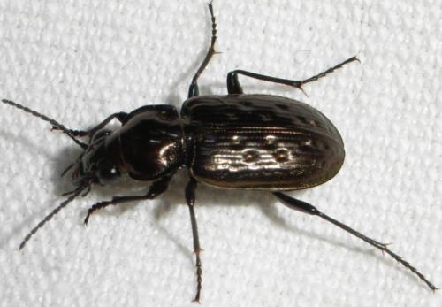 Réf. 43 146 : Blethisa multipunctata