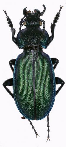 Carabus regalis
