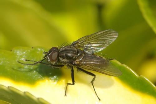 Réf. 43 126 : Delia radicum