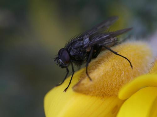 Helina evecta