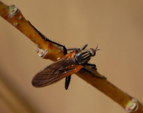 Empis tessellata