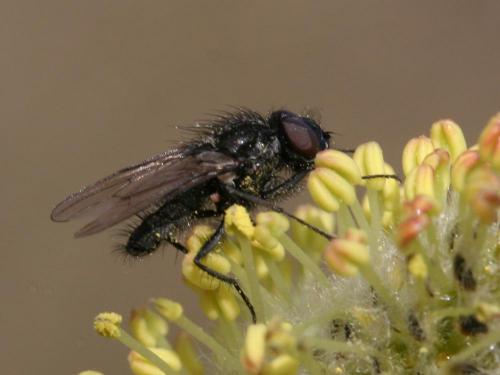 Egle sp.