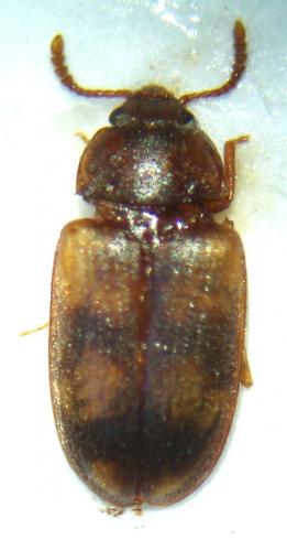 Réf. 43 320 : Mycetophagus populi