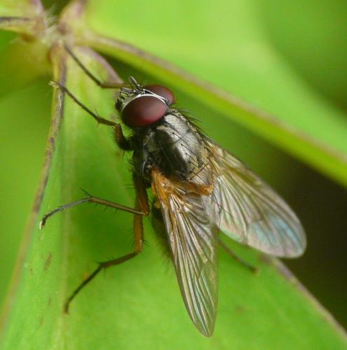Réf. 43 422 : Mydaea sp.