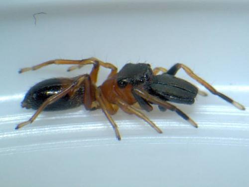 Myrmarachne formicaria