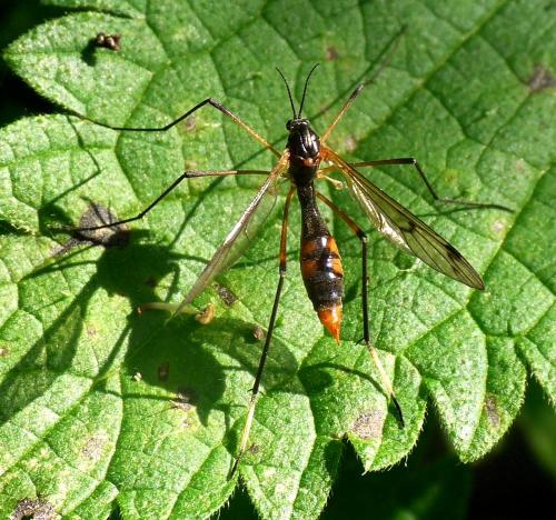 Ptychoptera albimana