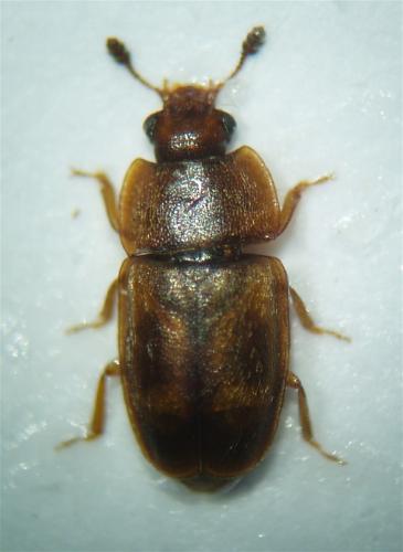 Epuraea biguttata