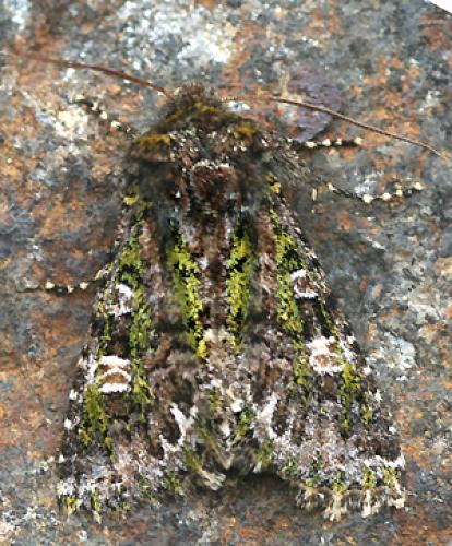 Réf. 43 623 : Valeria jaspidea