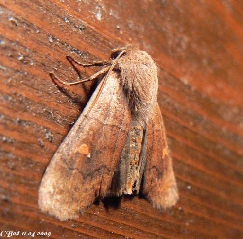 Réf. 43 663 : Eupsilia transversa