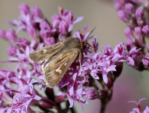 Réf. 43 694 : Cerapteryx graminis