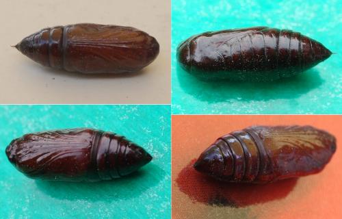 Phlogophora meticulosa