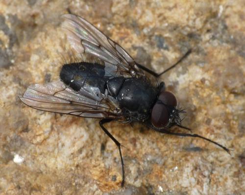Helina evecta