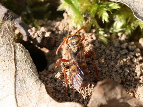Nomada lathburiana