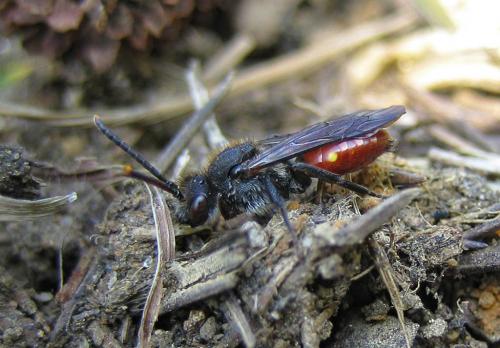 Nomada sp.