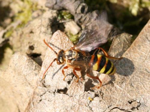 Nomada lathburiana