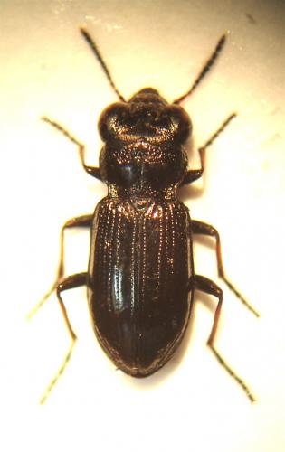 Réf. 43 582 : Notiophilus sp.
