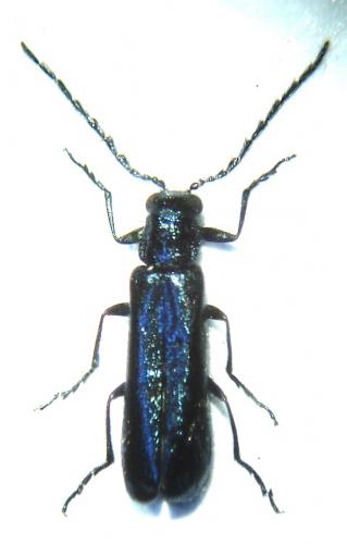 Réf. 43 318 : Dasytes caeruleus