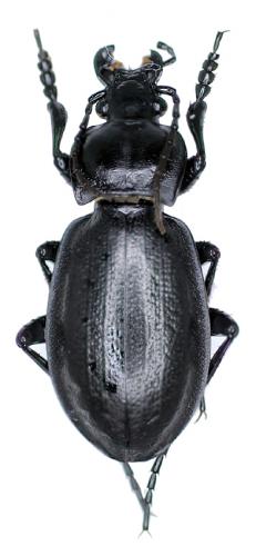 Carabus carbonicolor