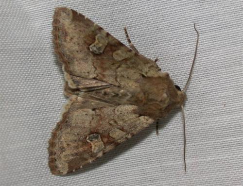 Réf. 43 713 : Apamea sordens