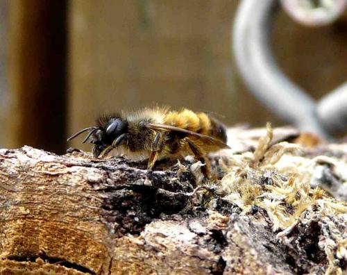 Réf. 43 374 : Osmia bicornis