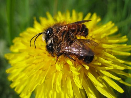 Réf. 43 289 : Osmia bicornis