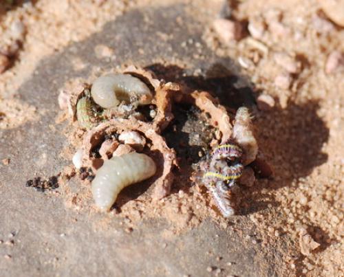 Réf. 43 104 : Katamenes sp.