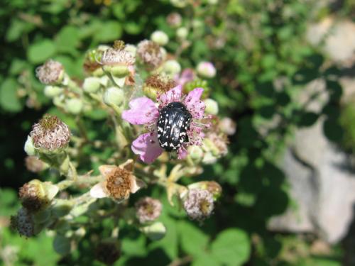 Réf. 43 953 : Oxythyrea cinctella